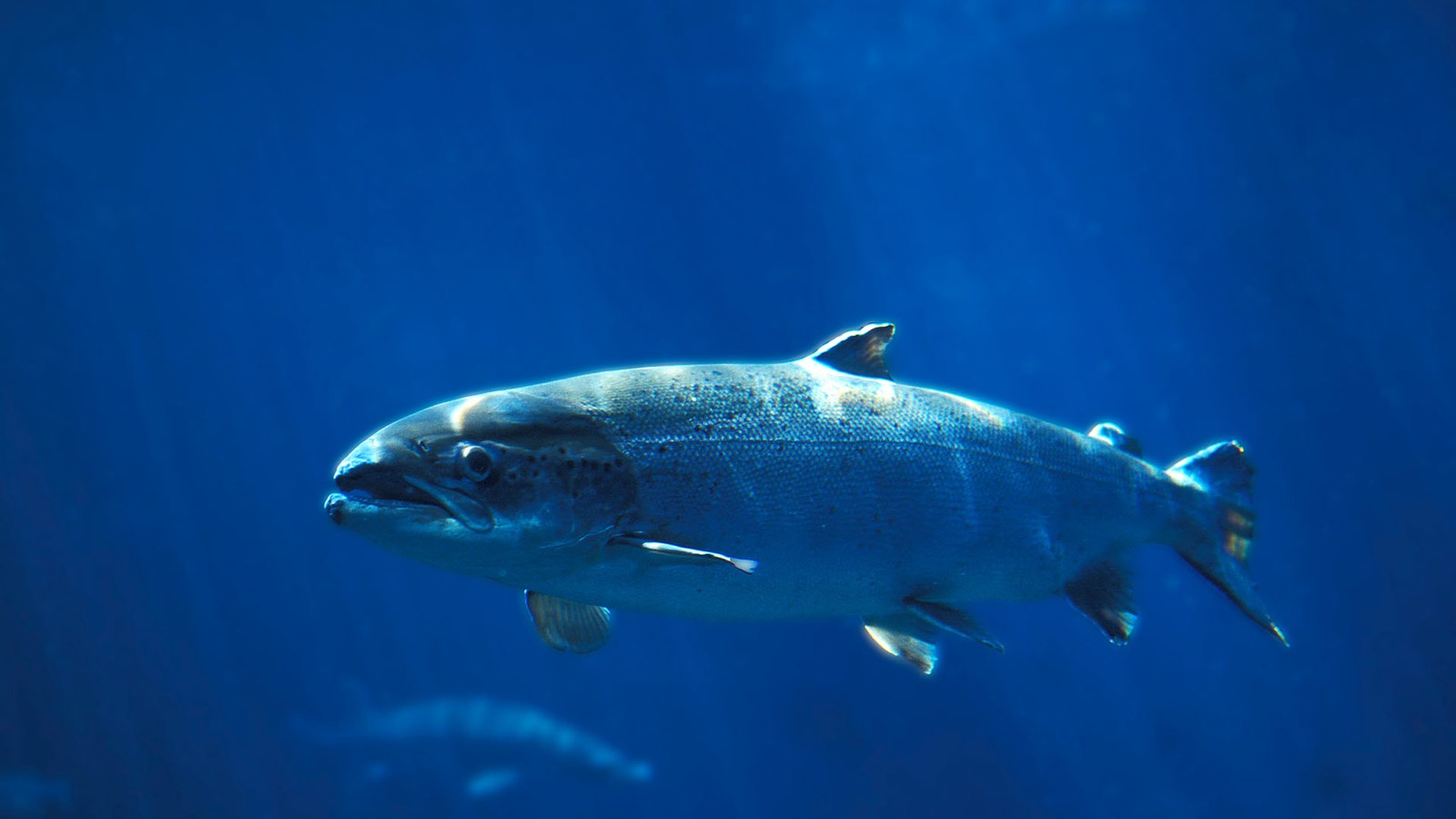 Atlantischer Lachs schwimmt im offenen Meer.