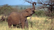 Ein Elefant versucht mit seinem Rüssel an den Ast eines Baumes zu kommen.