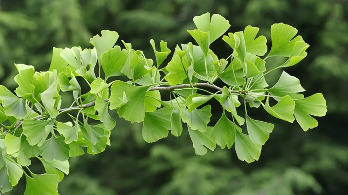 Zweig eines Ginkgobaums