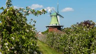 Eine Windmühle zwischen Apfelbäumen in Hollern-Twielenfleth (Altes Land)