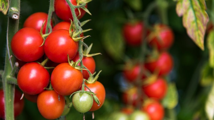 Tomatenpflanze mit vielen roten Tomaten.