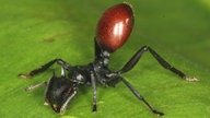 Schwarze Ameise mit tötlichem Hinterleib.