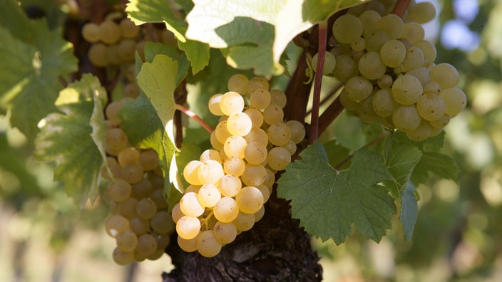 Weiße Chardonnay-Trauben an der Rebe