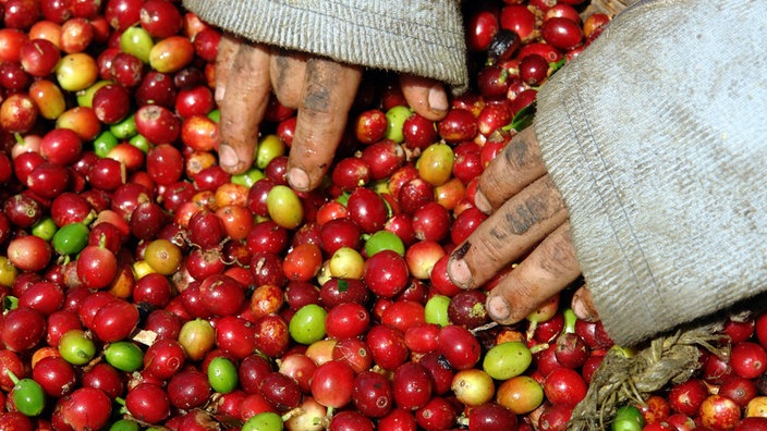 Hände eines Jungen in den Kaffeebohnen während der Kaffeeernte in El Salvador.