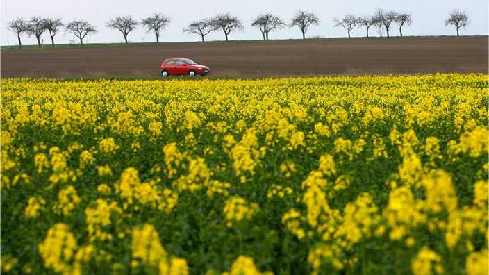 Ein Auto fährt auf einer Landstraße an einem blühenden Rapsfeld vorbei.