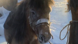 Braunes Pony steht im Schnee, angebunden an eine Laterne.