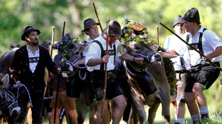 Bayerische Bauern betreiben den traditionellen Almabtrieb der Kühe