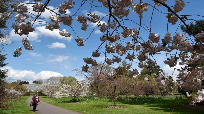 Parklandschaft in Kew Gardens