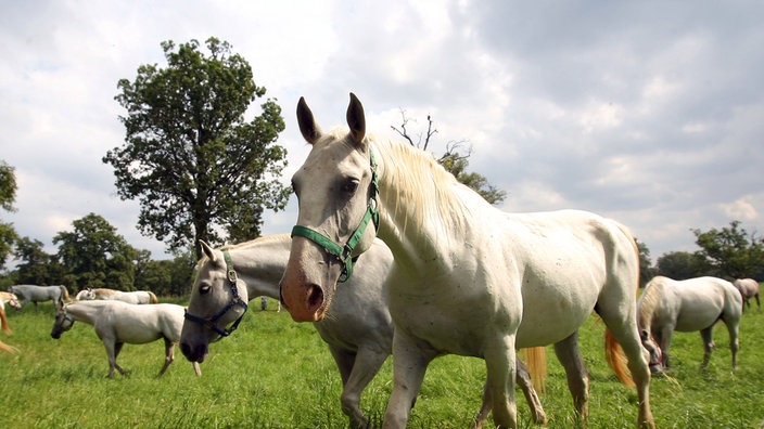 Mehrere Lipizzaner-Pferde stehen auf einer Wiese vor grau bewölktem Himmel