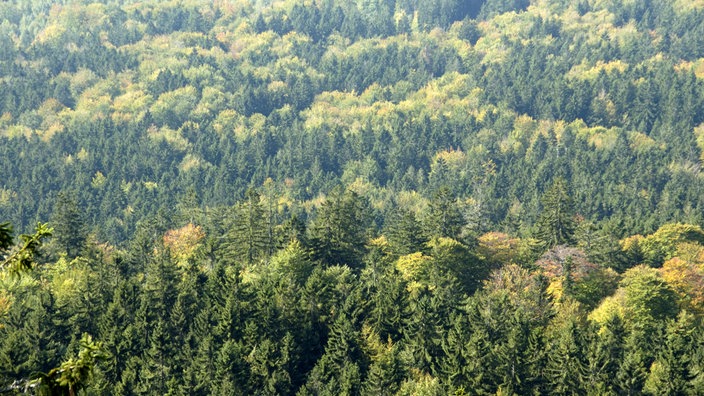 Blick  auf einen Mischwald