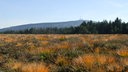 Moorlandschaft mit Gräsern und Bergen im Hintergrund.