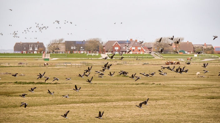 Ringelgänse vor Häusern auf einer Hallig