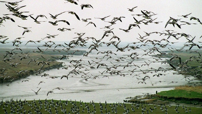 Ein Schwarm von Nonnengänsen fliegt über die Hamburger Hallig.