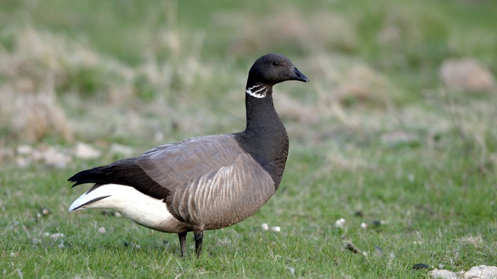 Eine Ringelgans mit dunklem Gefieder und dem typischen hellen Ring am Hals, im Gras stehend.