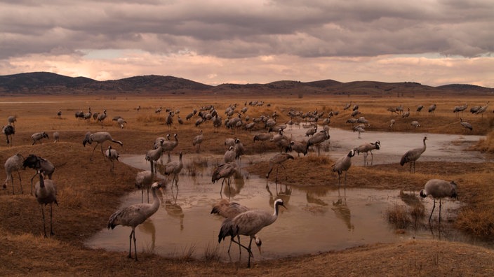 Eine weite Graslandschaft mit Wassertümpeln, an denen eine Kolonie von Kranichen steht. Am Horizont eine hügelige Landschaft.