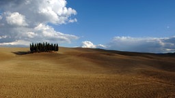 Blick auf ein braunes Feld, auf dem eine Ansammlung Zypressen steht