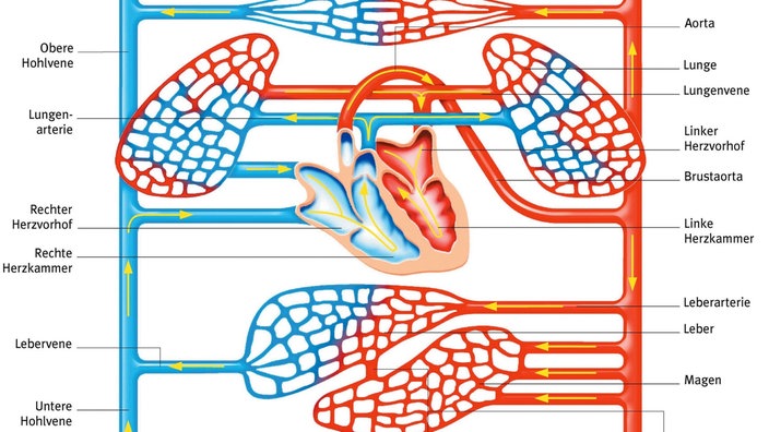 Grafik: der Blutkreislauf im menschlichen Körper