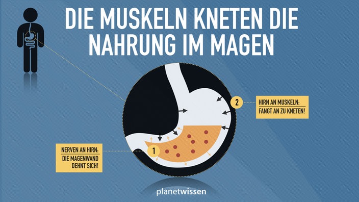 Die Muskeln kneten die Nahrung im Magen: (1) Nerven an Hirn: Die Magenwand dehnt sich! (2) Hirn an Muskeln: Fangt an zu kneten!