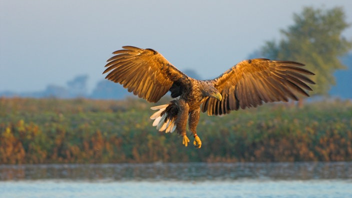 Ein  Seeadler 