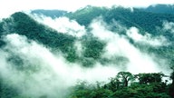 Mit Wald überzogene Berge, über die ein Schleier aus Nebel liegt