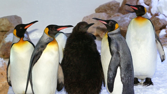 Königspinguine mit einem Jungpinguin in der Mitte.