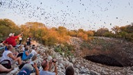 Schätzungsweise 20 Millionen Fledermäuse verlassen jede Nacht die Bracken Cave, um auf die Jagd zu gehen.