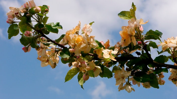 Braun-gelbliche Apfelblüten an einem grün belaubtem Zweig.