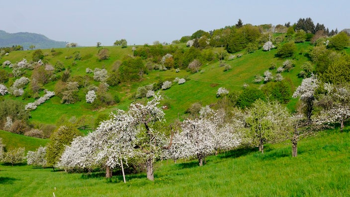 Streuobstwiese im Frühling