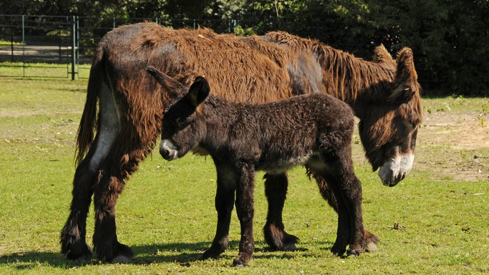 Ein Poitou-Esel mit seinem langen Fell steht mit seinem Eselbaby auf einer ausgetrockneten Grasfläche.