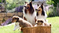 eine Collie-Familie sitzt mit zwei Welpen in einem Korb auf dem Rasen.