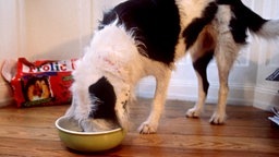 Ein Hund, der aus einem Napf frisst