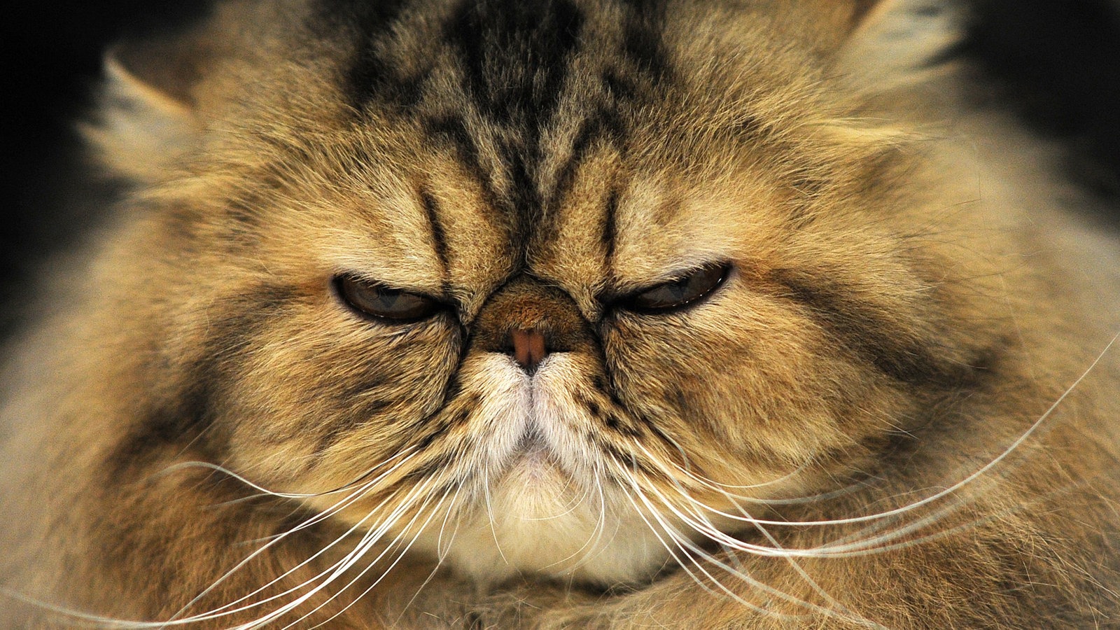 Porträt einer Perserkatze mit lang gebogenen Schnurrhaaren