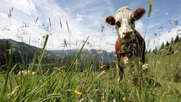 Braunweiß gescheckte Kuh mit Glocke auf einer Wildwiese in den Bergen.