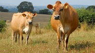 Zwei Jersey-Rinder stehen auf der Weide.