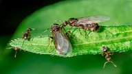 Geflügelte schwarze Wegameise vor dem Schwärmen mit Königin auf einem Grashalm