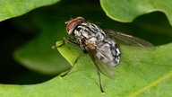 Gefleckte Hausfliege (Graphomya maculata) auf einem Blatt