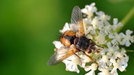 "Tachina fera" auf einer weißen Blüte