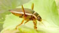 Unterwasseraufnahme eines Gelbrandkäfers (Dytiscus marginalis), der auf einer Wasserpflanze sitzt.