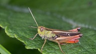 Eine Heuschrecke mit grünem Kopf, grüner Brust, braunen Augen, schwarzen Flügeln und rotem Hinterleib sitzt auf einem Blatt. Die Knie der rot-grünen Hinterbeine sind schwarz.