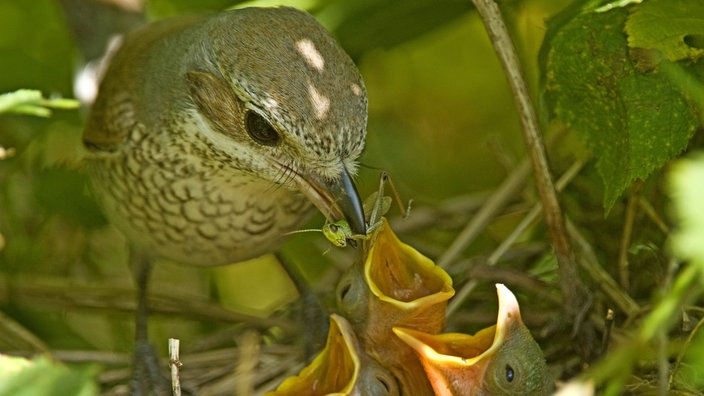 Ein Vogel mit beigem Rücken, cremefarbener Brust, braunem Schnabel und fast schwarzen Augen hält eine Heuschrecke im Schnabel. Er sitzt auf dem Rand seines Nests. Drei rosafarbene Küken sperren ihre gelben Schnäbelchen auf.