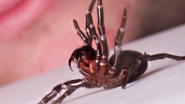 Spinne unter Pinzette