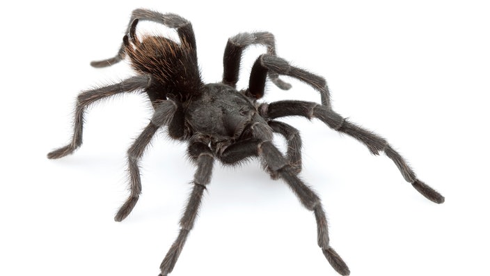 Schwarze Vogelspinne 