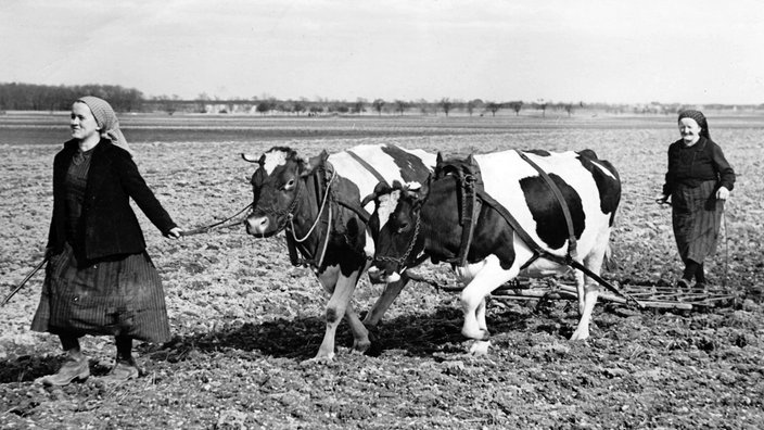 Zwei Frauen mit Ochsenpflug auf einem Feld