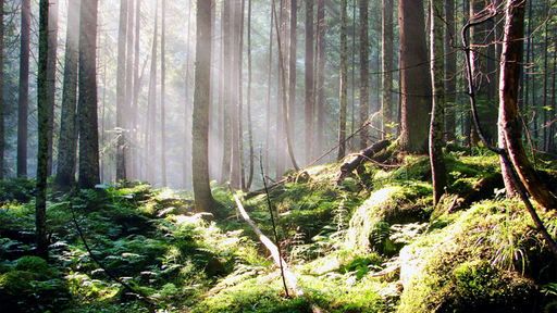 Wilder Wald mit Moos am Boden.