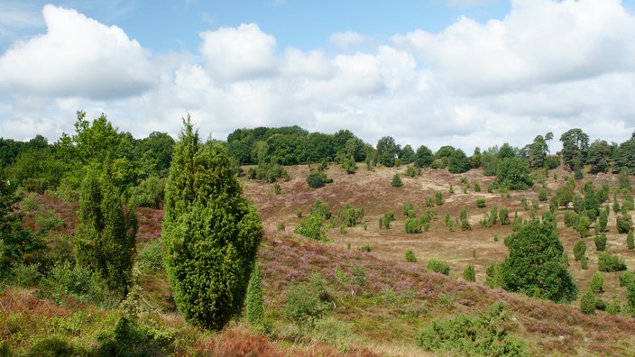 Blühende Heidelandschaft