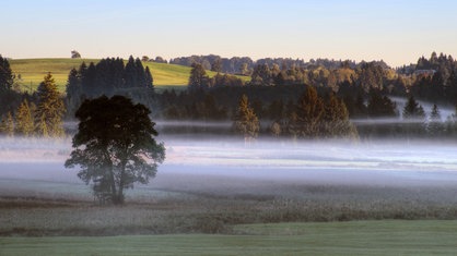 Morgennebel am Bannwaldsee. Weiße Nebelschwaden ziehen sich durch die hügelige, teilweise bewaldete Landschaft.