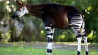 Ein Okapi