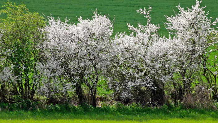 Weiß blühende Naturhecke.