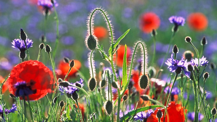 Mohnblumen und Kornblumen auf einer Wiese