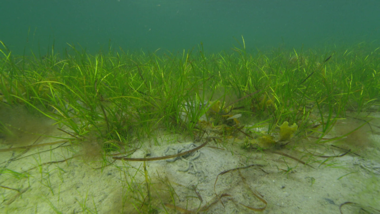 Screenshot aus dem Film "Bedrohte Seegraswiesen in der Ostsee"